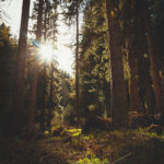 wood-nature-sun-forest