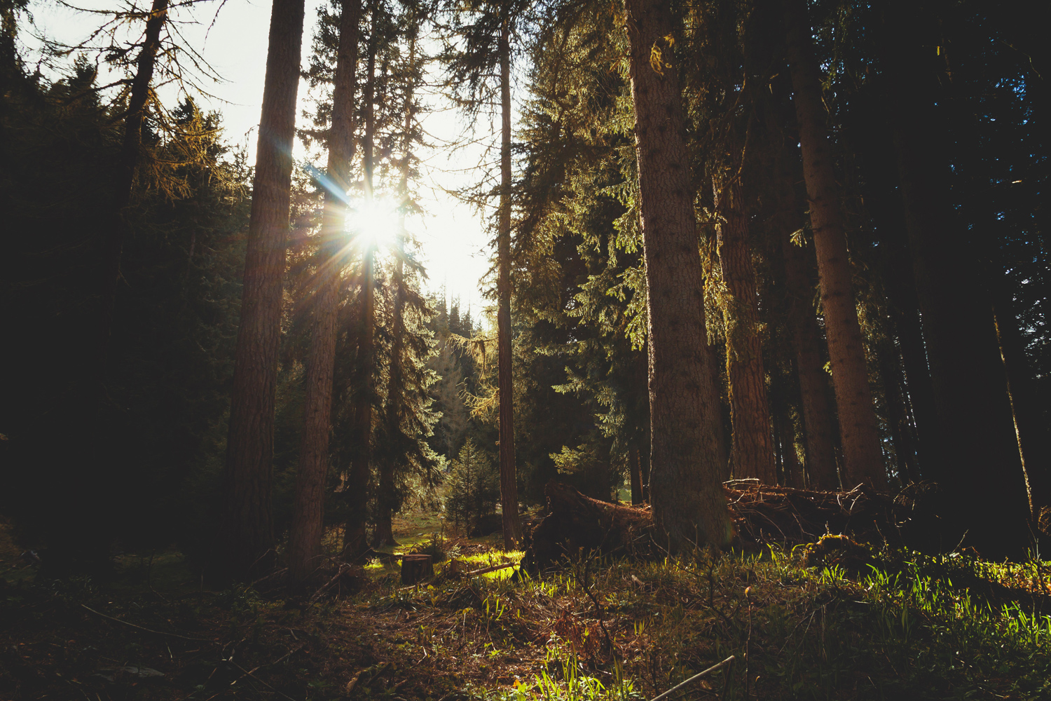wood-nature-sun-forest
